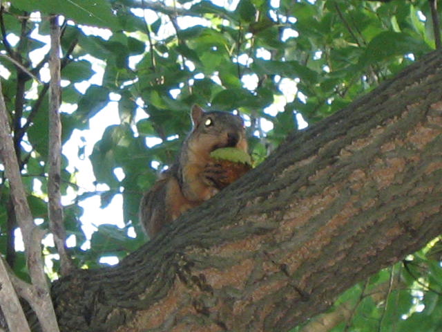 Ann Arbor squirrel Ann Arbor squirrel