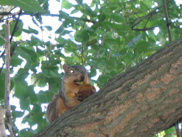 Ann Arbor squirrel Ann Arbor squirrel